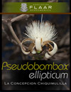 Pseudobombax ellipticum, La Concepcion Chiquimulilla