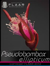 Pseudobombax ellipticum, FLAAR Studio