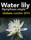 Water Lily lecture October