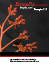 Bernoullia_flammea_mapola_&_temple_III_Tikal_FLAAR_Report_cover