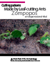 Cutting-Patterns-made-by-leaf-cutting-ants-Zompopos-at-parque-nacional-tikal-FLAAR-Reports
