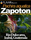 Pachira-aquatica-flowers-zapote-de-agua-pumpo-Rio-Dulce-Izabal-Guatemala-images-Money-Tree