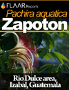 Pachira aquatica Zapoton, Rio Dulce