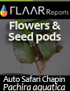 Flowers y Seed pods, Auto safari chapin