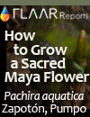 Pachira-aquatica-Money-Tree-growth-sequence-propogation-photographs-gardening-tips