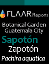 Bothanical Garden Guatemala City, Sapoton, Pachira aquatica
