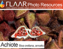 Achiote annatto Bixa orellana red colorant cacao chocolate flavoring images FLAAR PowerPoint lecture
