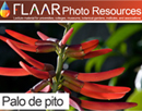 Palo de pito Erythrina berteroana coral tree tzite maya images FLAAR lecture PowerPoint