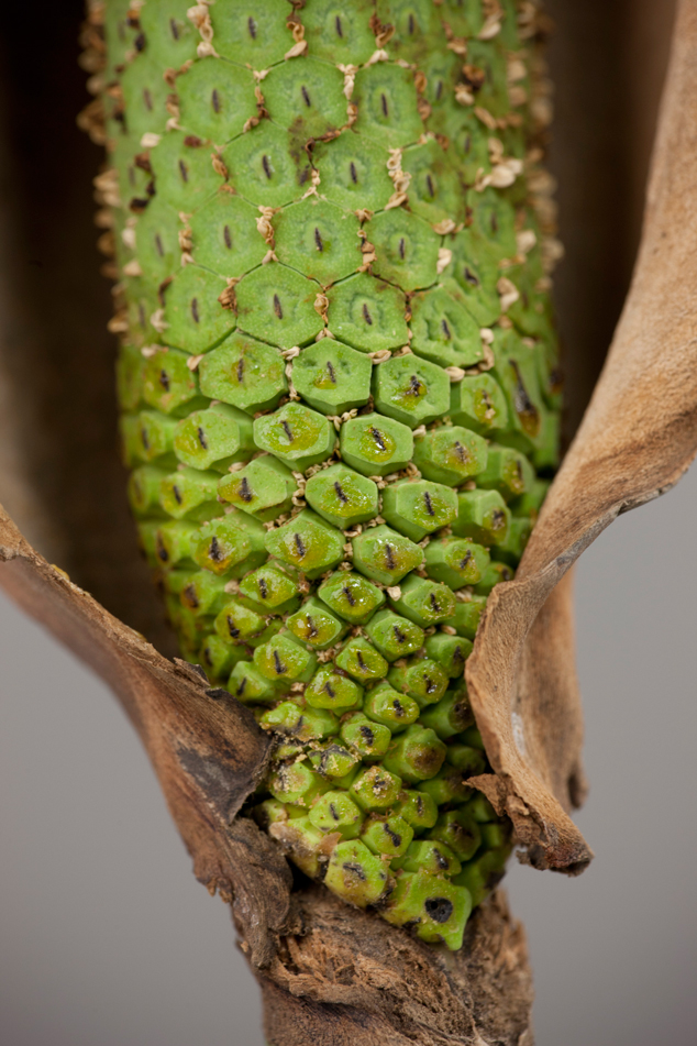 A close up of the inmature flowers and spike.