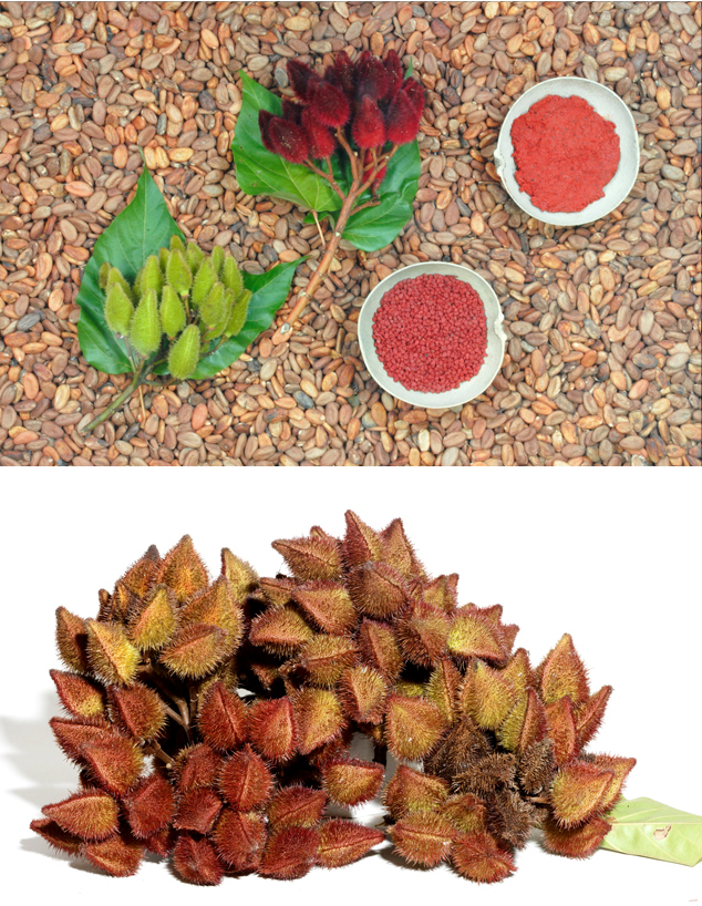 Diferent stages of achiote as fruit, seed and dye, Photo FLAAR Archive