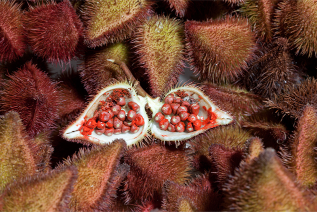 Achiote fruits and seeds