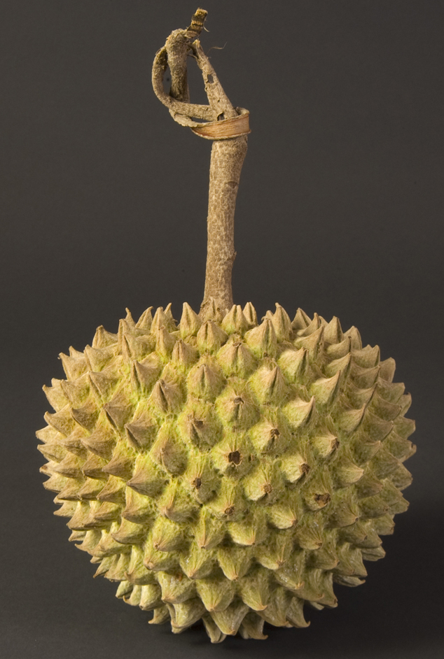 Anona, Annona purpurea fruit, another species called with the local name anona, Photo by Jaime Leonardo, San Marcos, Guatemala.