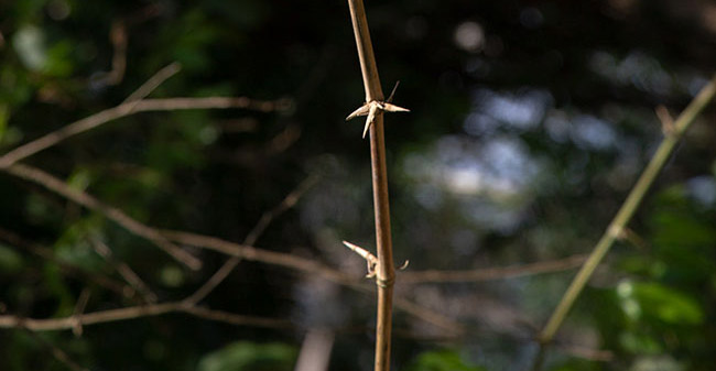 Acoelorrhaphe wrightii, palmetto palm, Savanna east of Nakum, Peten, Guatemala.