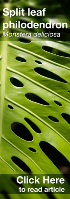 Read article on Split leaf philodendron, Monstera deliciosa.