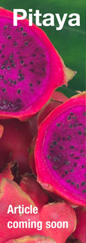 Article on pitaya coming soon