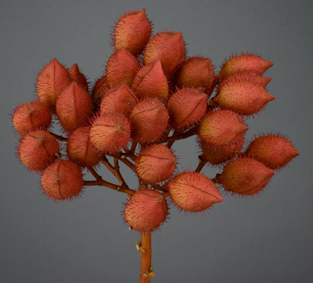 Bixa-orellana-achiote-red-mature-fruit-Chahal