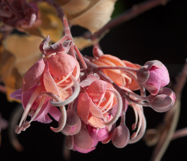 Cassia-grandis-carao-flower-Rio-los-Esclavos-Santa-Rosa-NH