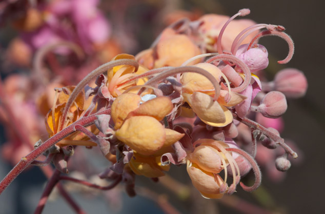 Cassia-grandis-carao-flower-blooming-stages-Rio-los-Esclavos-Santa-Rosa-NH