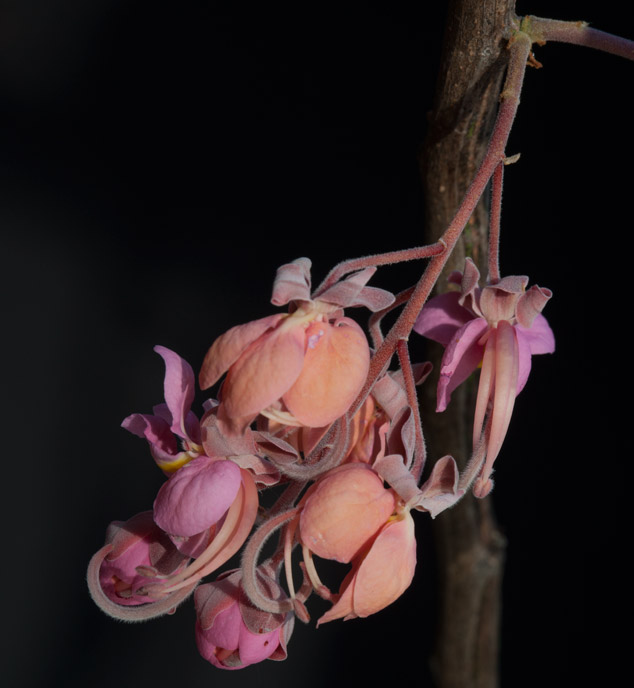 Cassia-grandis-carao-flower-stages-Rio-los-Esclavos-Santa-Rosa-NH