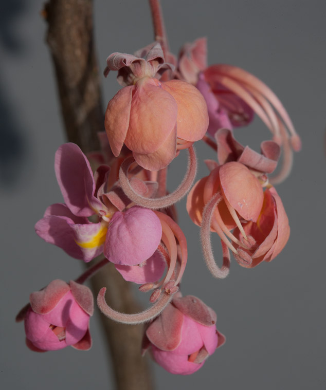 Cassia-grandis-carao-flower-stages-Rio-los-Esclavos-Santa-Rosa-Nicholas-Helllmuth