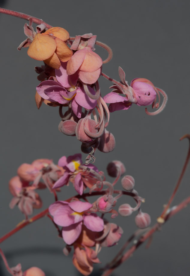 Cassia-grandis-carao-flower-stages-Rio-los-Esclavos-Santa-Rosa-maya