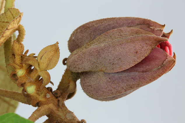 Chiranthodendron-pentadactylon-canac-manitas-flower-close-NH