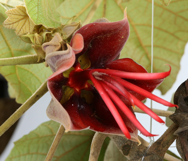 Chiranthodendron-pentadactylon-canac-manitas-flower-red-NH