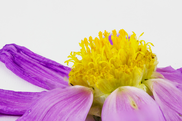 Dahlia imperialis petals