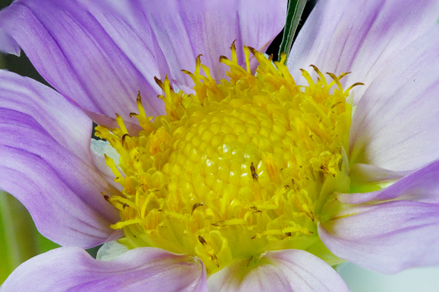 Dahlia imperialis blossom petals