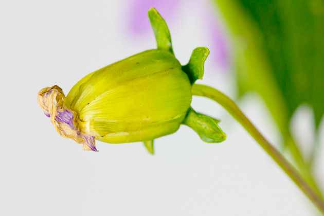 Dahlia imperialis cocoon.