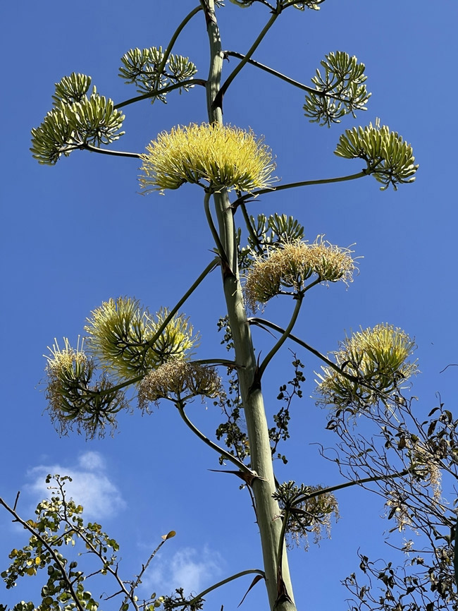 Agave-Americana-Asparagaceae