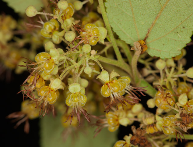 Guazuma-ulmifolia-tapaculo-pixoy-cualote-cacao-flavoring-Guatemala-flower-close-NH