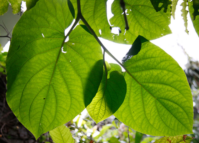 Hierba santa maria, Piper auritum leaves, the edible part that gives flavor to a lot of tradicional foods in Central America.