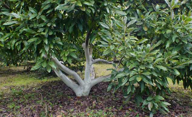 This is a nine years old tree. The white paint is made of lime and placed to protect the bottom of the tree.. Parramos Guatemala 2011. FLAAR Photo Archive.