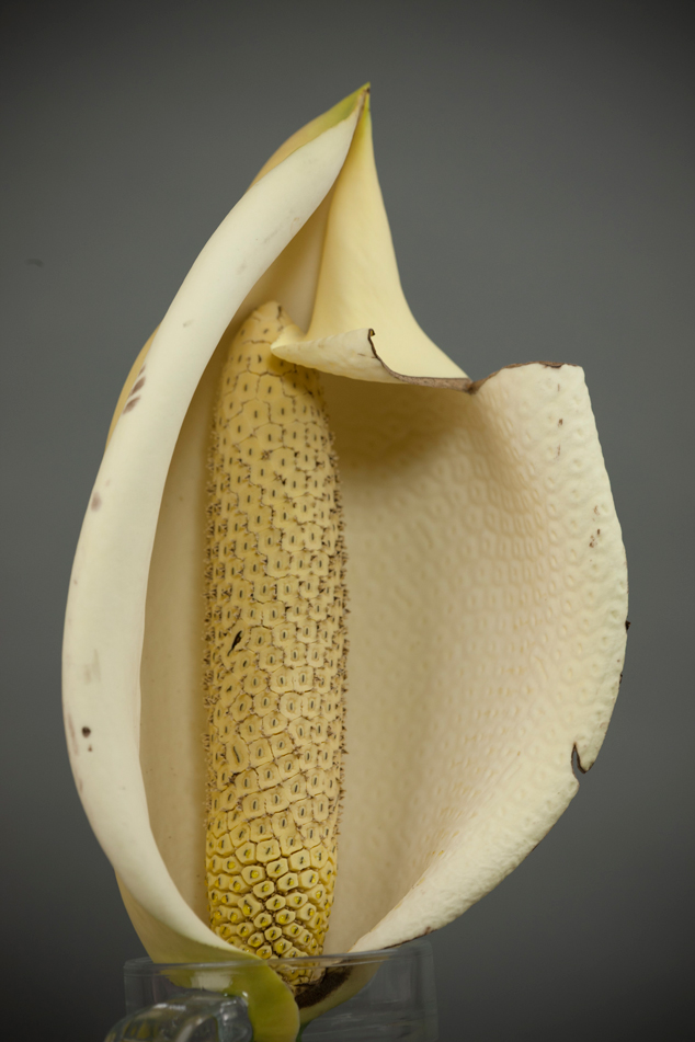 Monstera deliciosa spike covered with a cream spadix, notice inside the spike the yellow small flowers
