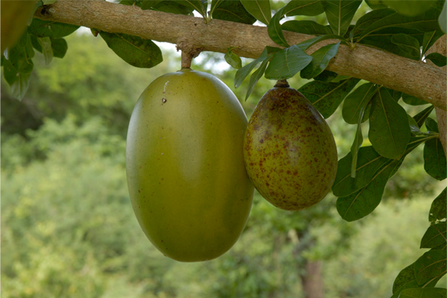 Morro tree with fruits, notice the different shapes that the fruit can have, FLAAR photo Archive