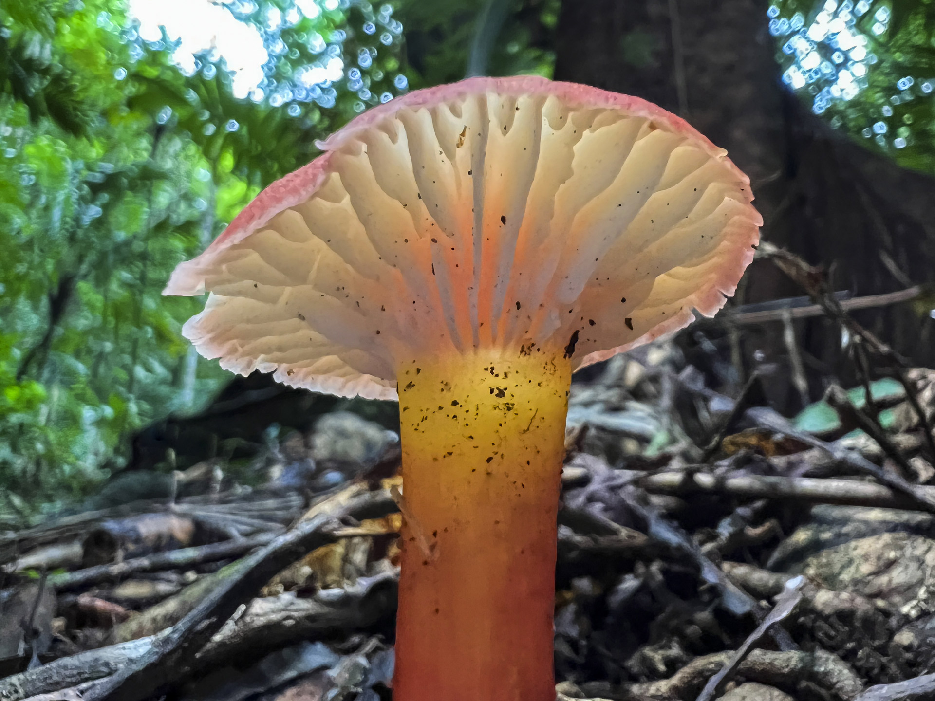 Mushrooms-amazing-organisms