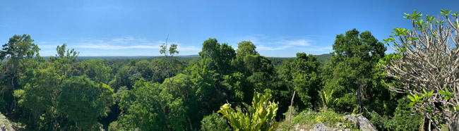 Nakum Forest Maya Peten Landscape