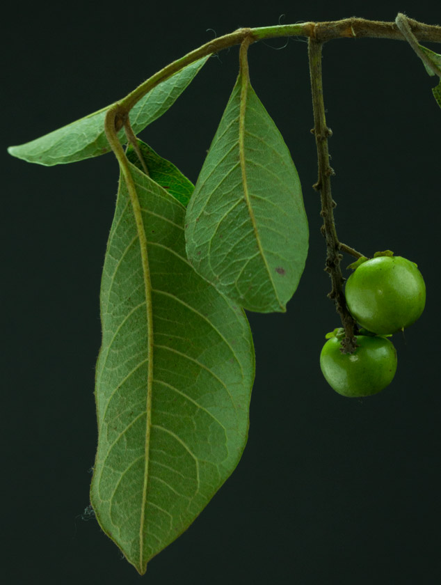 Nance-Byrsonima-crassifolia-maya-ethnobotany-green-close-Sofia-Monzon