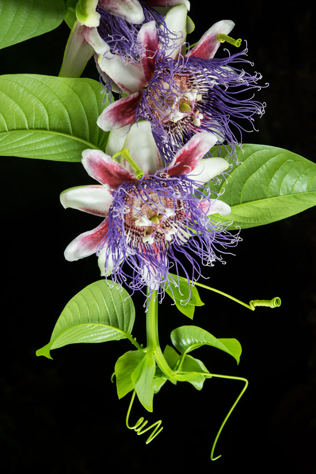 Passiflora_quadrangularis