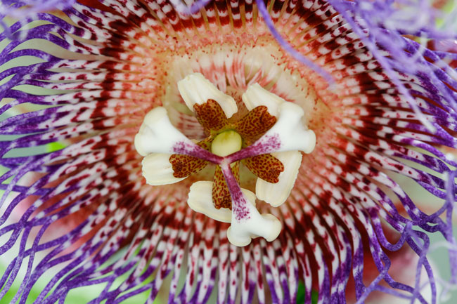 Passiflora_quadrangularis