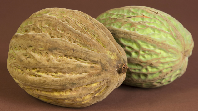 Pataxte, Theobroma bicolor, a species relative to cacao, Photo by Jaime Leonardo, FLAAR studio, Guatemala, Guatemala