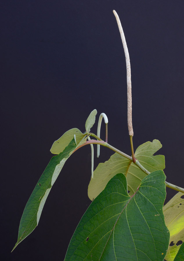 Piper-auritum-inflorescence-hoja-santa-Izabal-NH.