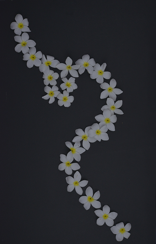 Plumeria-rubra-flor-mayo-5287