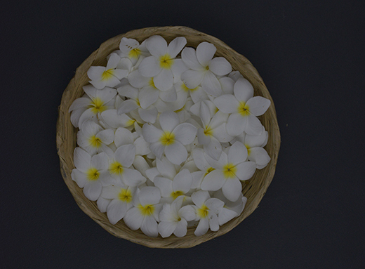 Plumeria-rubra-flor-mayo-5289