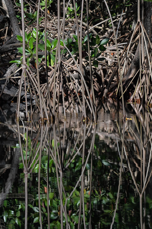 Rhizophora-mangle-mangrove-tree-species-Manchon-Guamuchal-Guatemala