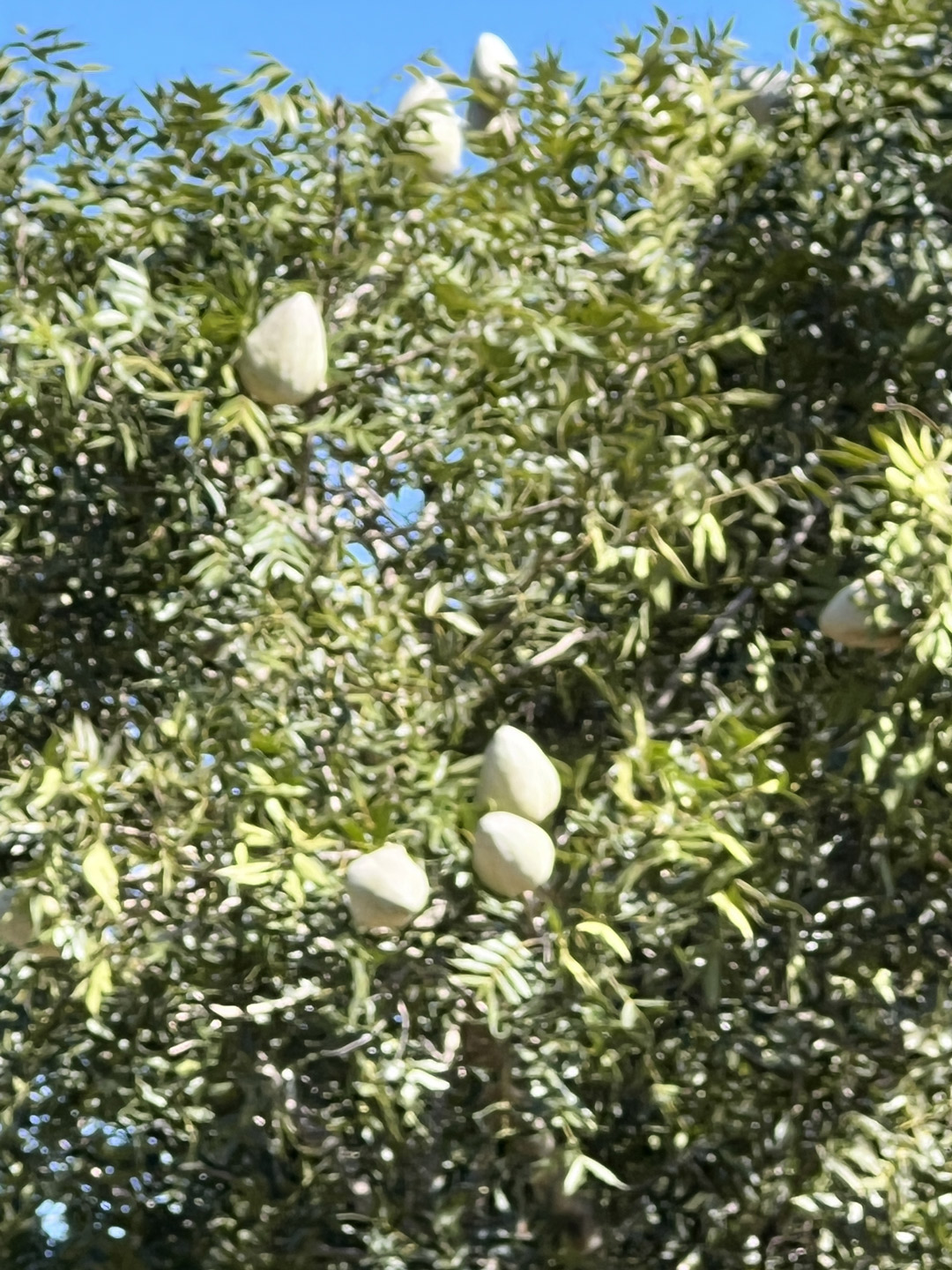 Swietenia-macrophylla-King-Meliaceae-mahogany-caoba-CA9-km-171