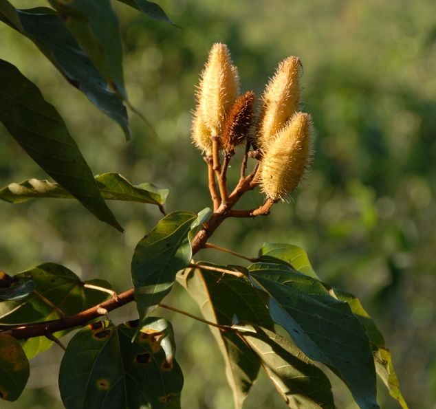 Yellow achiote variety, Photo FLAAR Archive