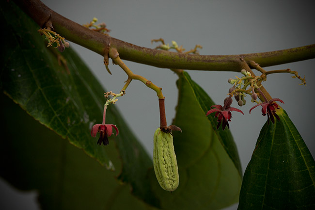 pataxte flowers buds young fruit photograpy-4226