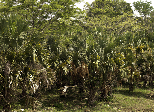 Guano Sabal Mexicana thatch palm but also for hats and mats Peten Guatemala Central America